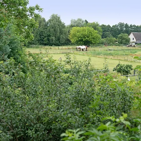 Storchensommer Blankensee (Mecklenburg-Vorpommern)
