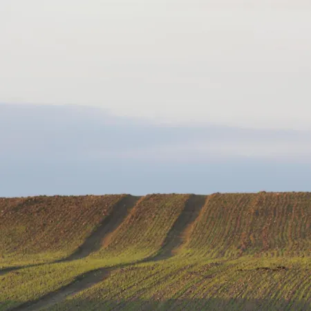Storchensommer Daire Blankensee (Mecklenburg-Vorpommern)