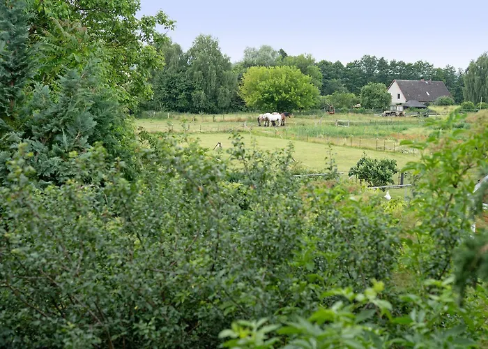Storchensommer Blankensee (Mecklenburg-Vorpommern)